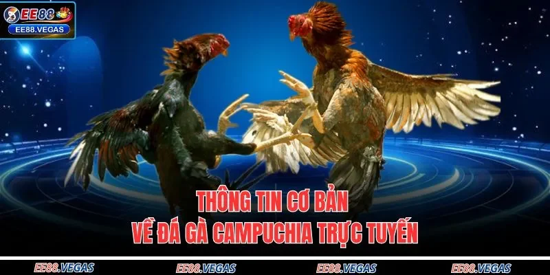 Thông tin cơ bản về đá gà Campuchia trực tuyến